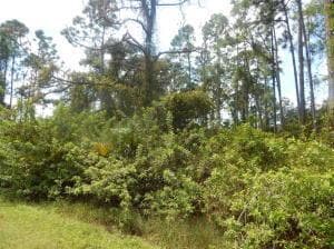 1207 DAYTON Avenue, Lehigh Acres, FL 33972