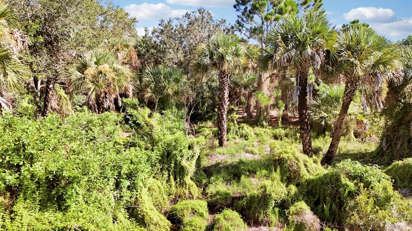 Tbd SW Cardamine Street, FL 34956 photo 3