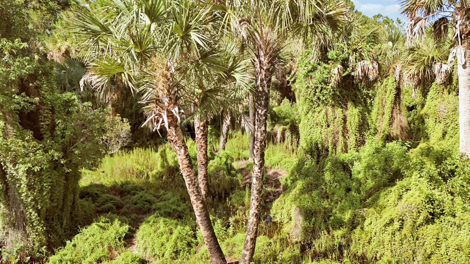 Tbd SW Cardamine Street, FL 34956 photo 5
