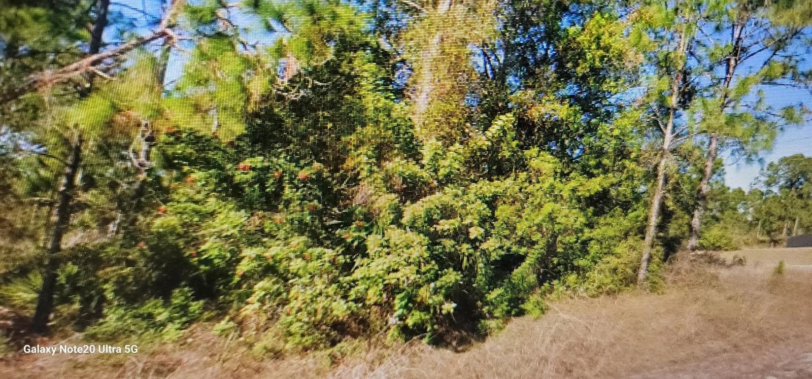 1023 Acacia Avenue, Lehigh Acres, FL 33972