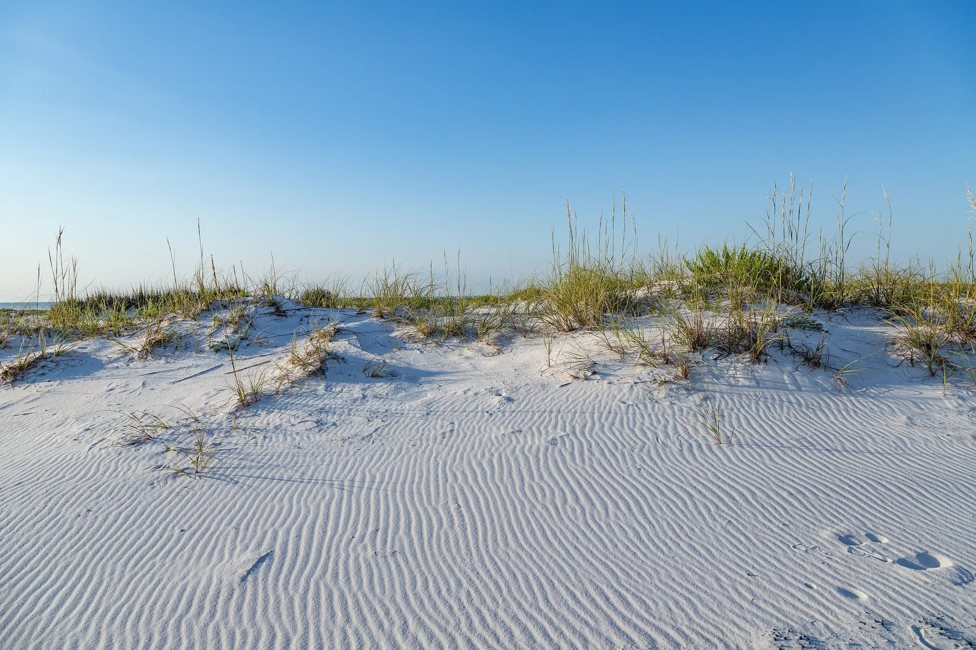 Sea oats on the white dunes of Pensacola Beach